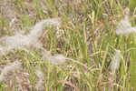 Cogongrass